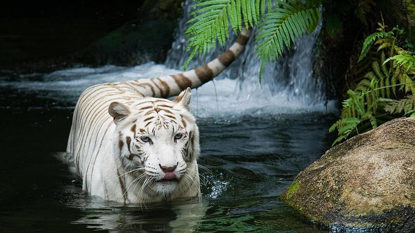 Harimau Bermata Biru : Layar Lebar : Definisi Tinggi, macan 3d Wallpaper HD
