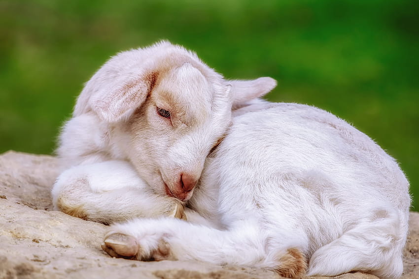 Cute White Baby Goat also Called a Kid Ultra, baby goats HD wallpaper