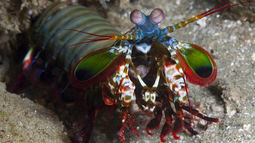 The Amazing Mantis Shrimp prende a pugni la sua preda, oltre a fatti più colorati Sfondo HD