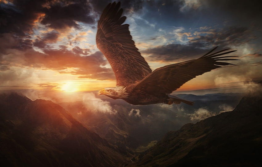 the sky, sunset, mountains, bird, wings, flight, Bald eagle , section животные, bald eagle sunset HD wallpaper