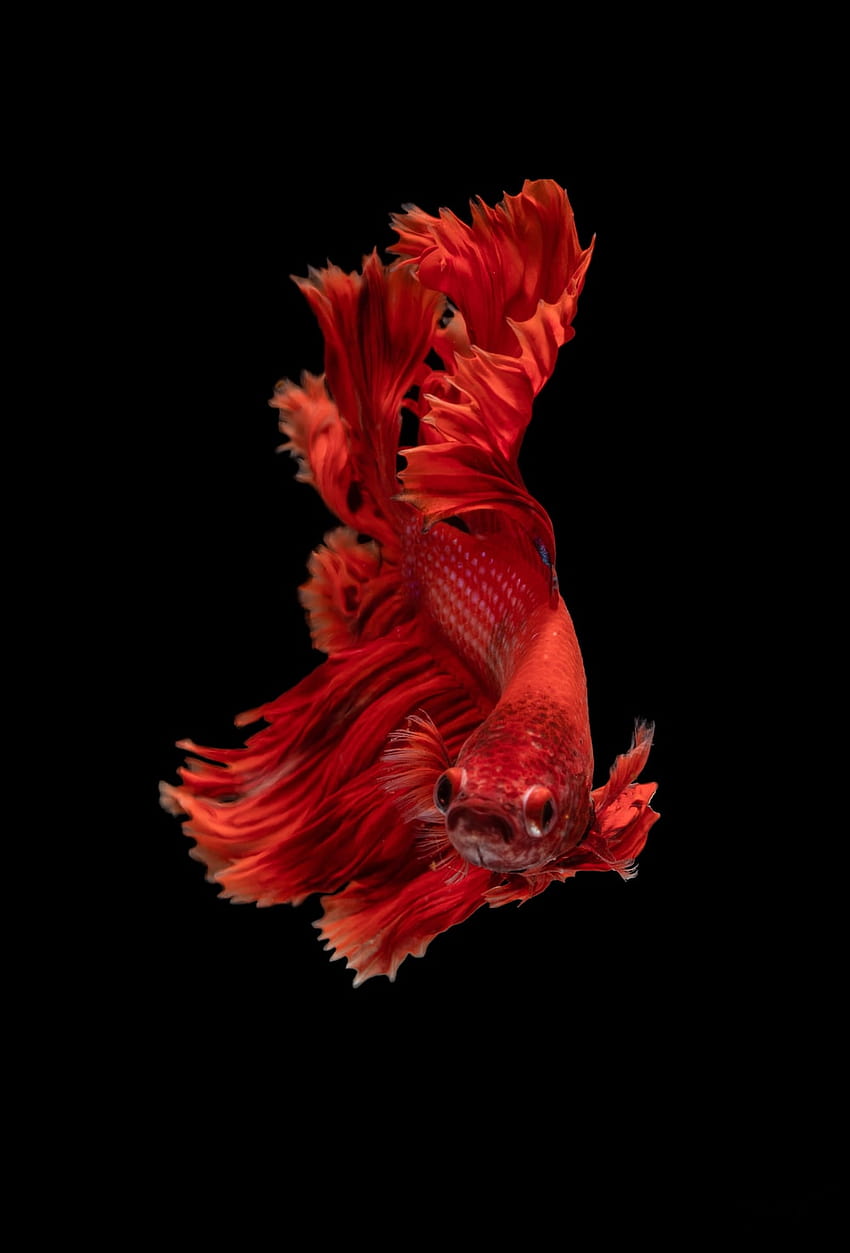 10 Betta Fish, amoled fish HD phone wallpaper
