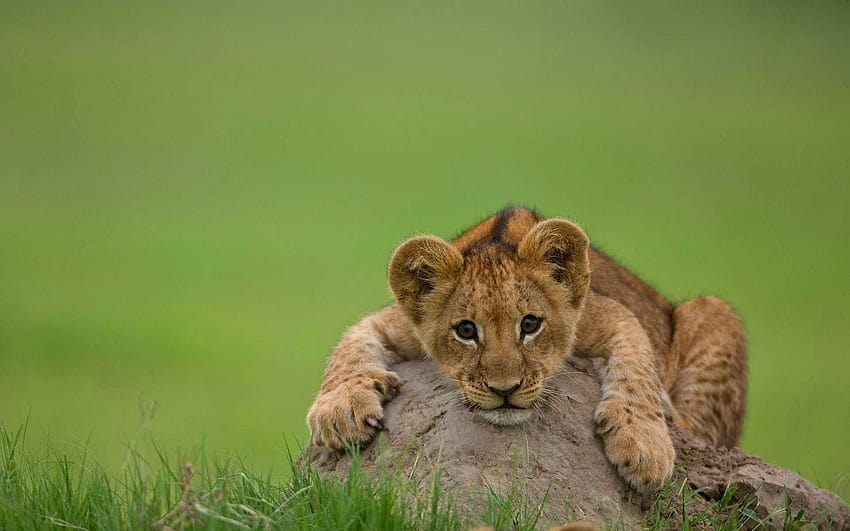 7 Lion Cub, Löwenästhetik HD-Hintergrundbild