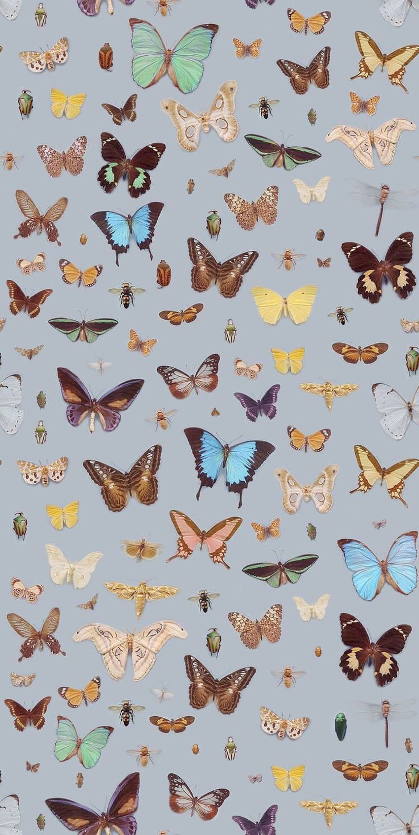 Schmetterlinge Frühling Inspiration Moodboard, butterfly collage HD phone wallpaper