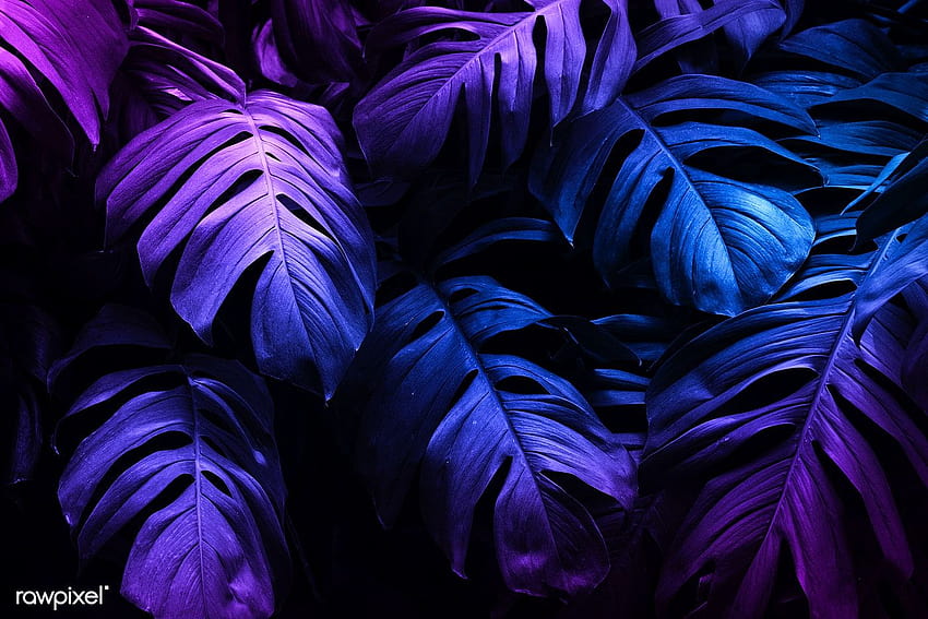 premium of Neon tropical Monstera leaf banner 1219984, purple leaves HD wallpaper