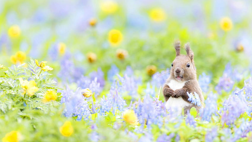 Sweet Backgrounds Group, spring animals HD wallpaper