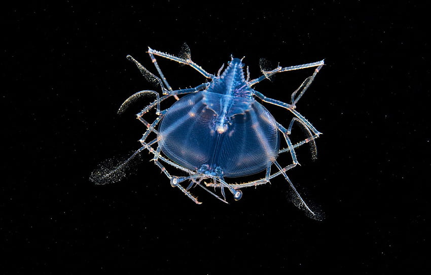 mar, agua, macro, azul, piernas, resplandor, profundidad, negro, mundo submarino, bajo el agua, transparente, dentro, criatura marina, grafía submarina, luminoso, neón, sección макро, agua de neón transparente fondo de pantalla