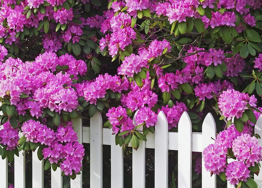 3341032 Rhododendron, Shrub, Flower, Branches, Fence and, rhododendron flowers HD wallpaper
