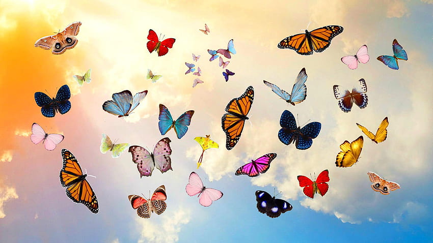 Group of butterflies flying in the sky, butterfly flying HD wallpaper