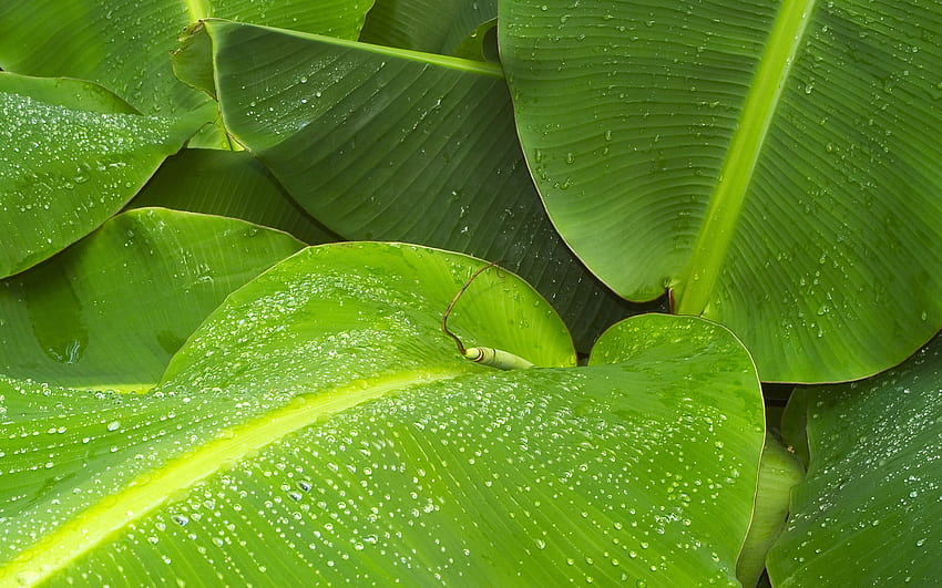 바나나 잎 HD 월페이퍼
