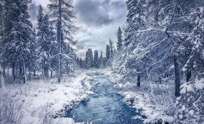 Nature Canada Trees Winter Quebec forest Stream, horizontal winter HD wallpaper