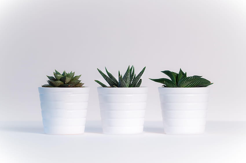 Three Green Assorted Plants in White Ceramic Pots · Stock HD wallpaper