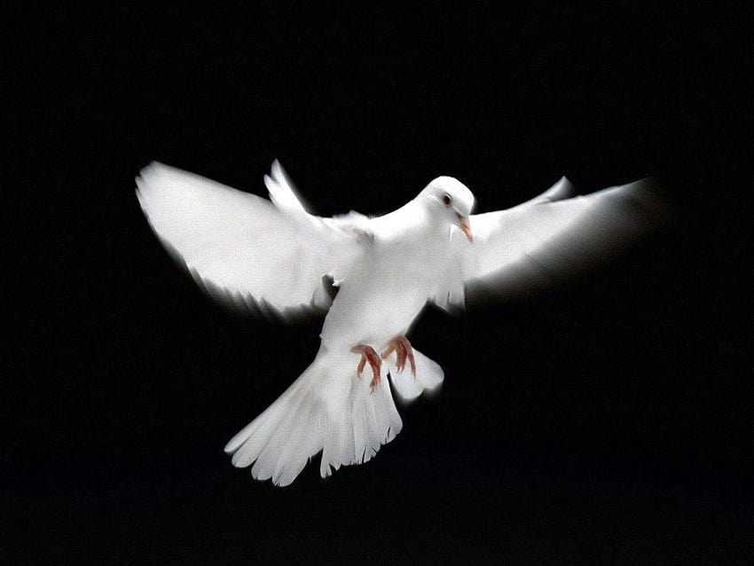 flying dove, white doves HD wallpaper