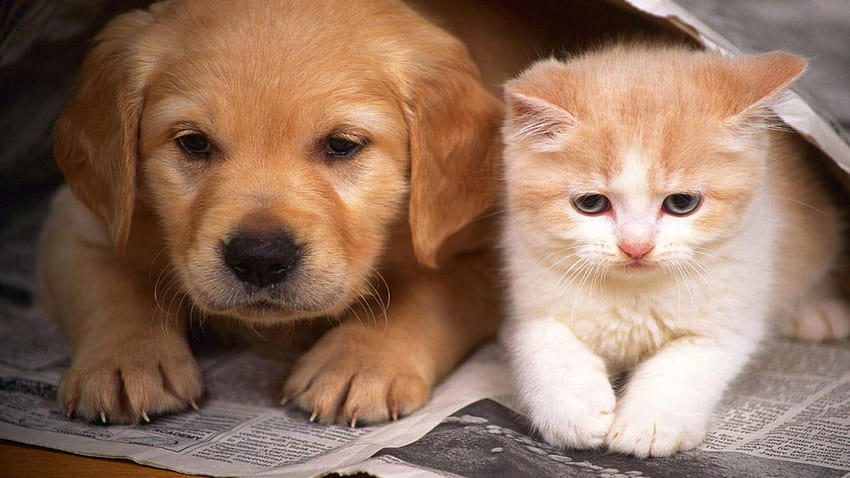 Cane E Gatto, gatto e cane Sfondo HD
