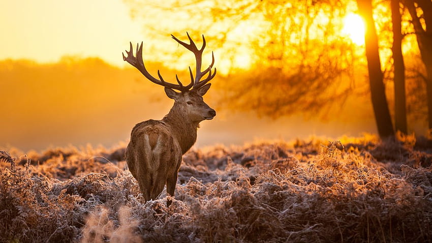 Forest trees nature landscape tree autumn deer, deer autumn HD ...