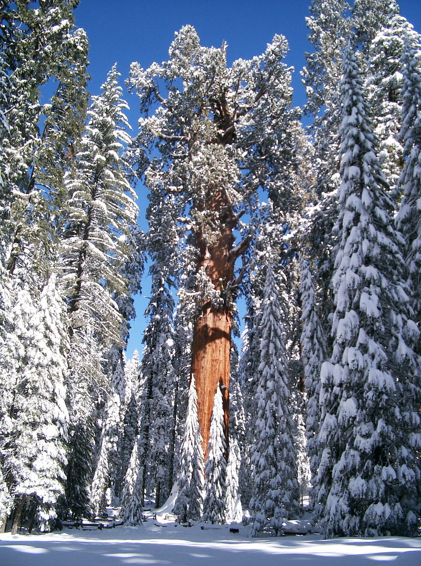 Pin on Places to Visit, sequoia winter HD phone wallpaper
