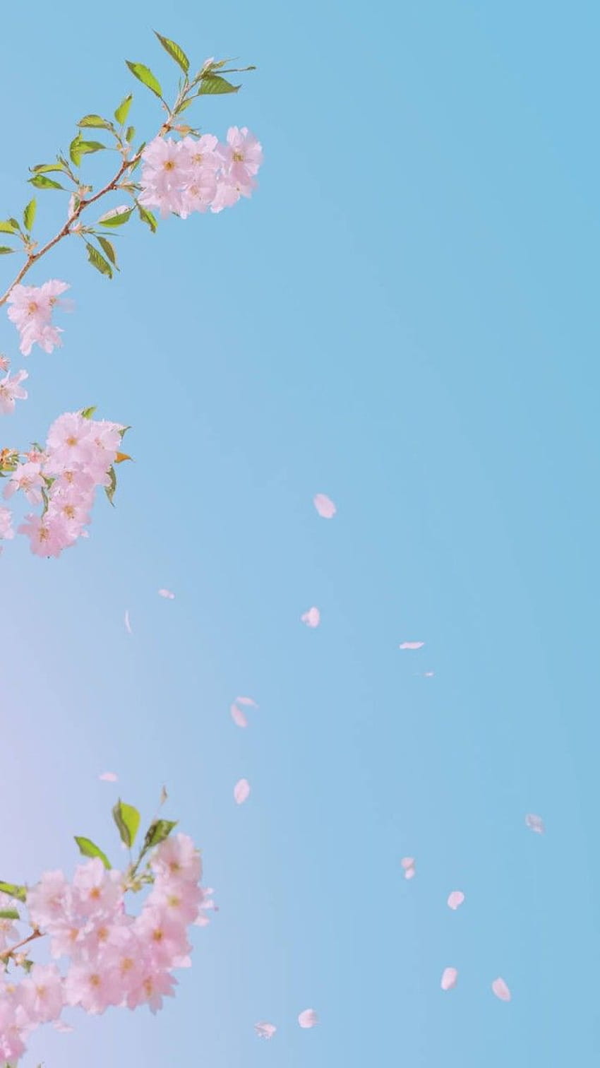 Pin by Mila on Background Flowers photography wallpaper Anime scenery  wallpaper Landscape wallpaper trong 2022 K o Nht k ngh thut nh n tng  Wallpaper Download  MOONAZ