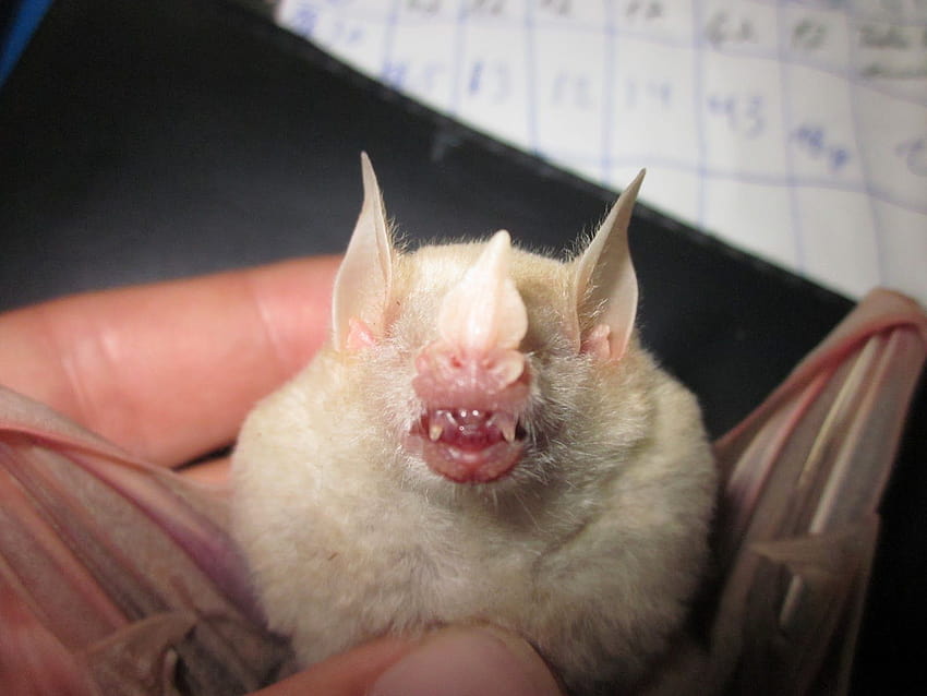 Laguna de Apoyo, Nicaragua: Bat monitoring in Laguna de Apoyo Nature Reserve, Nicaragua, albino bats HD wallpaper