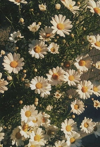 Daisy Flower Wallpaper (57+ images)