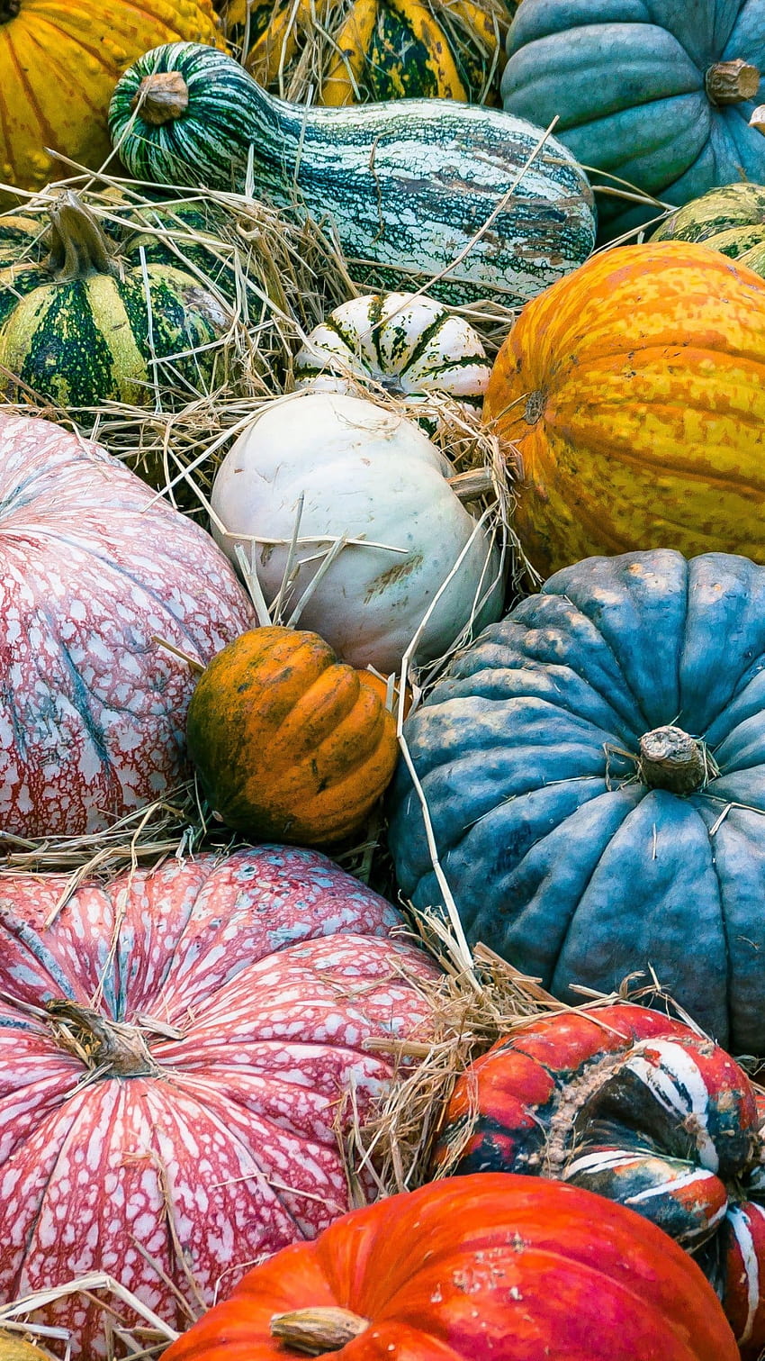 Autumn Pumpkins, autumn pumkins HD phone wallpaper