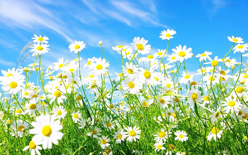Daisies Luxury Daisy Cave Inspiration, daises HD wallpaper