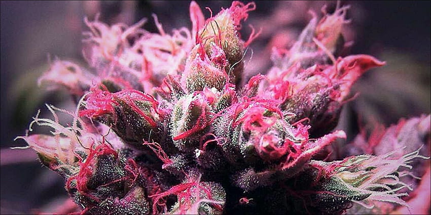 Pink Cannabis Is A Real Thing And It's Gorgeous, girly weed pics HD wallpaper