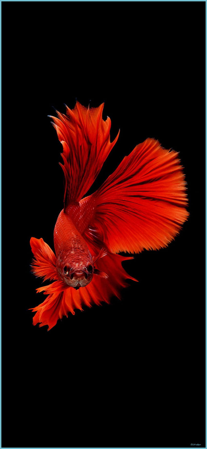 Betta Fish 10k IPhone, amolierter Fisch HD-Handy-Hintergrundbild