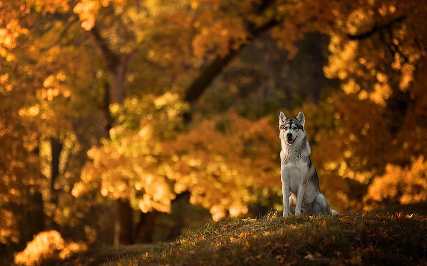 A dog of the Husky breed sits on a clearing in an autumn park and ...