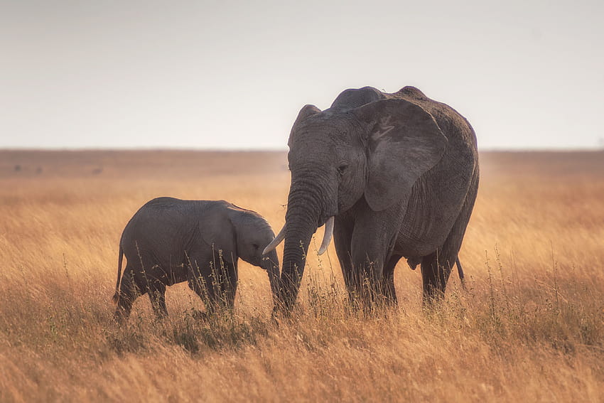 Madre e cucciolo di elefante ID:5787, madre e figlio di elefante Sfondo HD