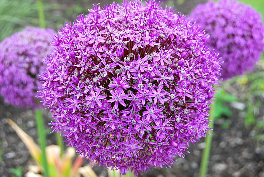 allium by Ratcliffe WilKinson, allium flowers HD wallpaper