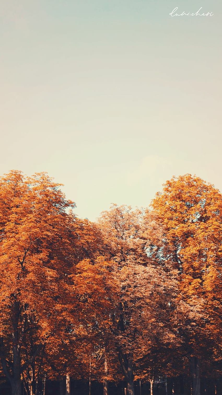 peace of mind, aesthetic vintage autumn HD phone wallpaper