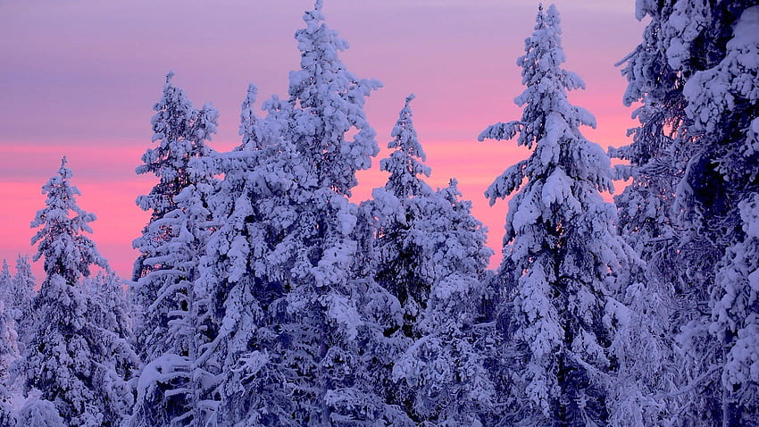 Pink Snow, pink winter aesthetic HD wallpaper