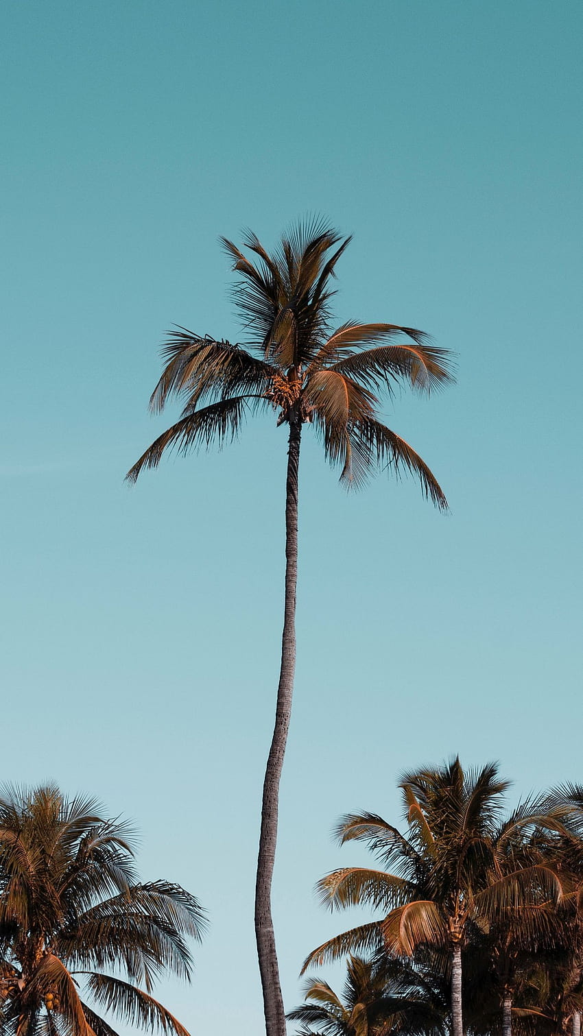 나무, 야자수, Arecales, Desert Palm, Date palm, Woody plant HD 전화 배경 화면