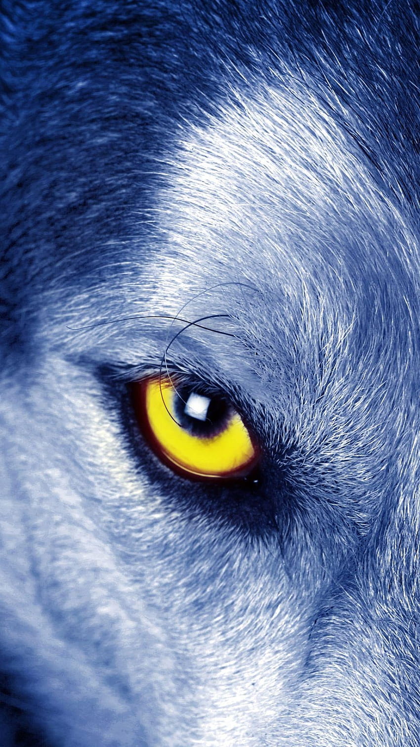 Animal/Wolf, blue wolf eyes HD phone wallpaper | Pxfuel