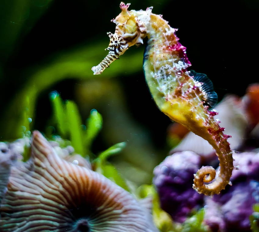 60 Spectacular Seahorses and Seadragons [PICS], hippocampus HD wallpaper