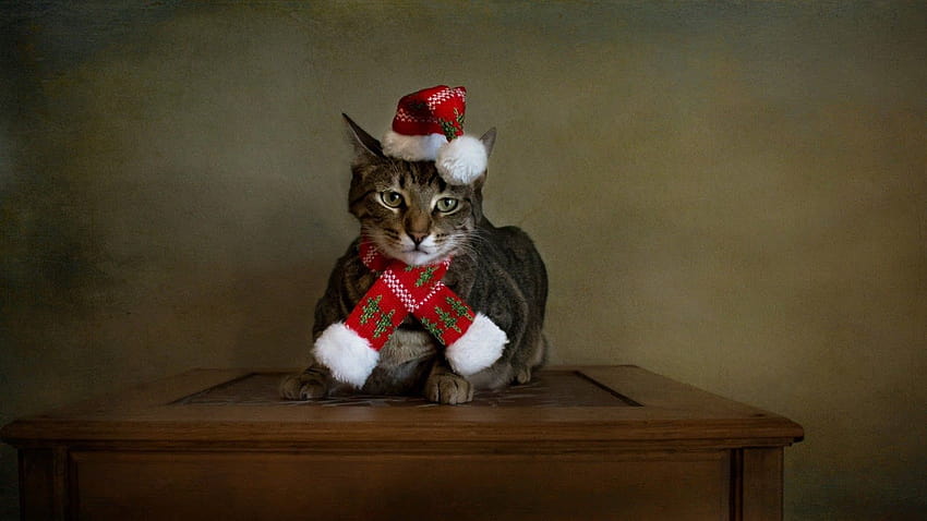 สุขสันต์วันคริสต์มาส : แมวน่ารักในชุดหมวกซานต้า แมวกับหมวกซานต้า วอลล์เปเปอร์ HD
