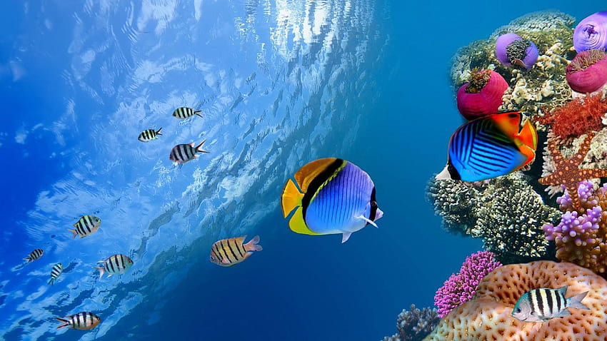 bawah air ikan karang laut laut : lebar fondo de pantalla