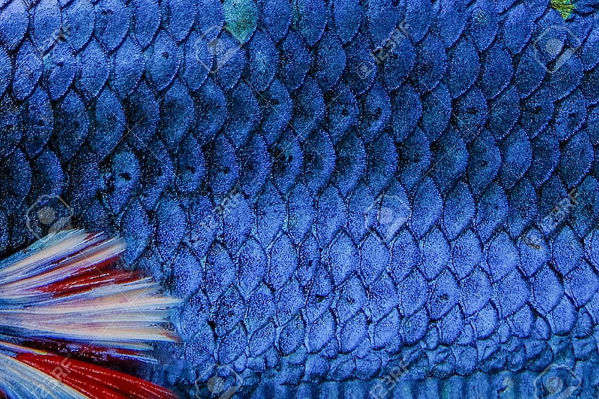 Fish Scale Siamese Betta Fish Beautiful Color Backgrounds Stock [1300x866] for your , Mobile & Tablet, fish scales HD wallpaper