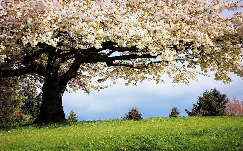 Schöne Landschaften in der Frühlingssaison, der Frühling beginnt HD-Hintergrundbild