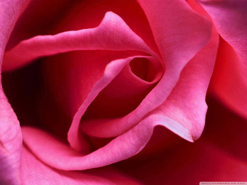 Hot Pink Rose Close up Ultra Backgrounds for, close up pink rose HD wallpaper