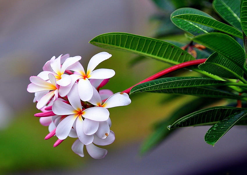 Bunga: Ranting Bagus Hijau Daun Segar Alam Musim Semi Ranting yang indah dan indah Wallpaper HD