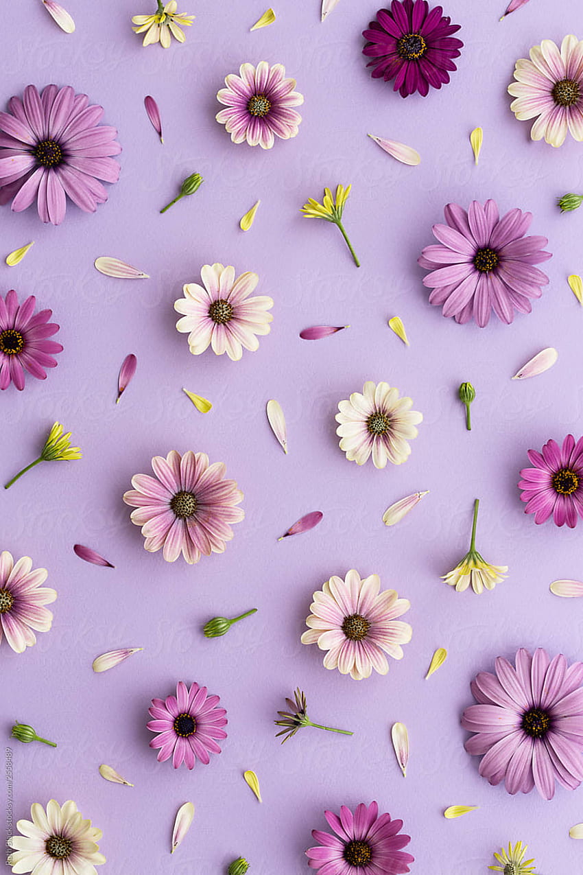 Fonds de fleurs violettes par Ruth Black, fleur violette Fond d'écran de téléphone HD