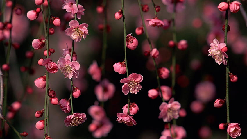 Fb Covers Flowers 857795, for fb cover HD wallpaper