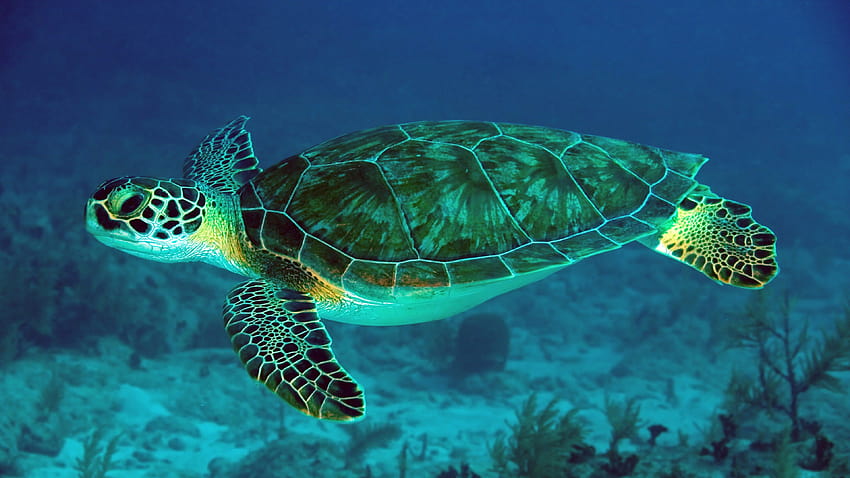 морска костенурка карета HD тапет