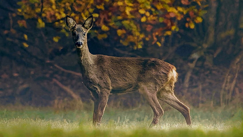 Roe Deer Animal Forest HD wallpaper