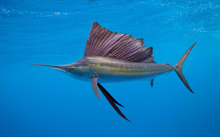 Ветроходна риба, ветроходна риба HD тапет