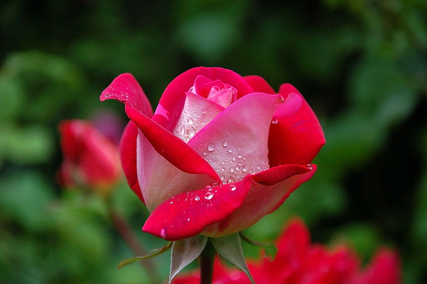 Belle rose rouge unique Fond d'écran HD