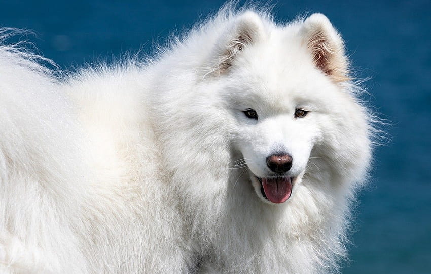 look, face, dog, white, fluffy, Samoyed, Samoyed husky , section собаки, fluffy dog HD wallpaper