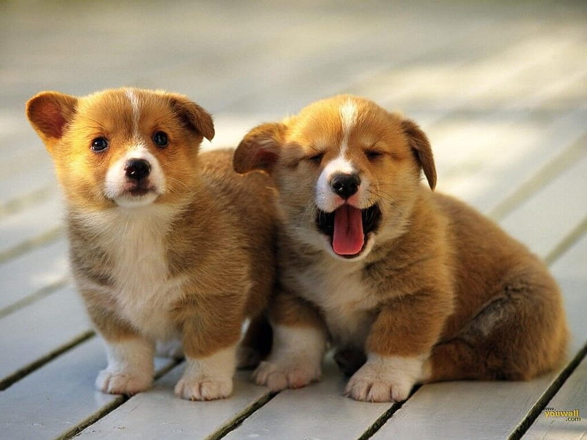 12 Cutest Dogs Of All Time, cute dogs 2022 HD wallpaper | Pxfuel
