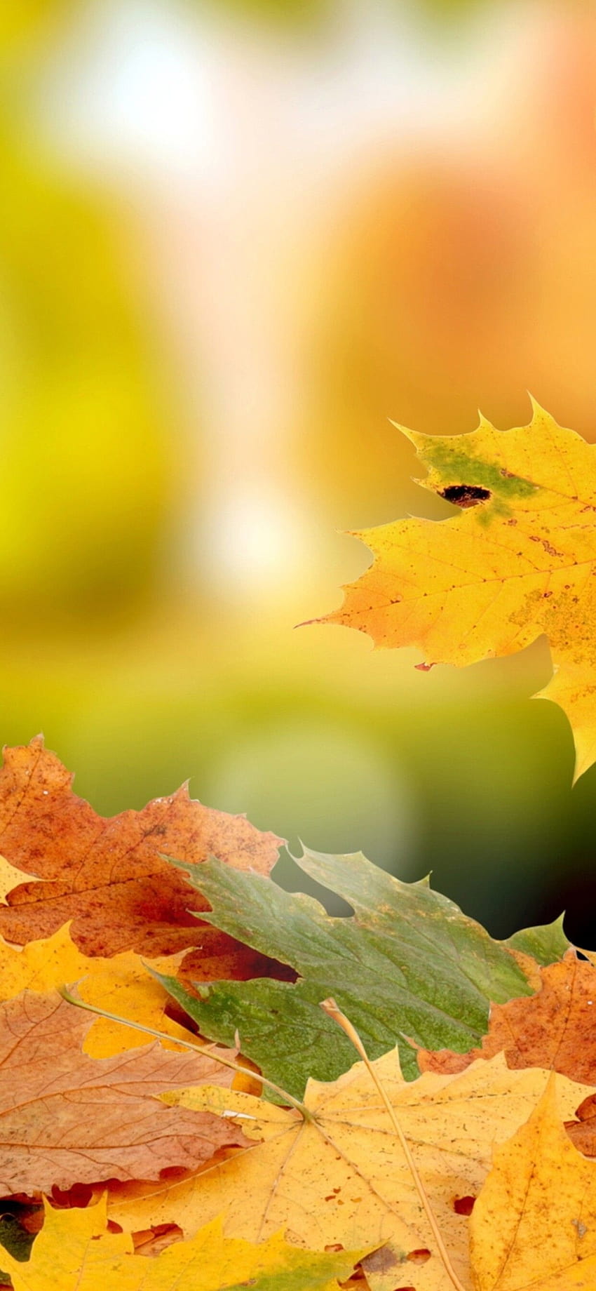 Beau tapis de feuilles d'automne, automne iphone 11 pro max Fond d'écran de téléphone HD
