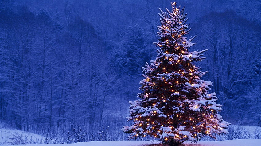 Beautiful Outdoor Christmas Tree Snow E Funny co [1920x1080] for your , Mobile & Tablet, christmas tree outdoor winter HD wallpaper